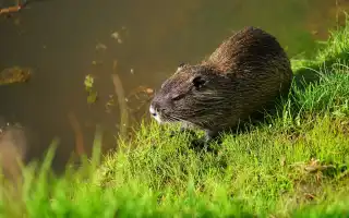 Ондатра (Ondatra zibethicus): интересные факты, фото, виды, образ жизни ...