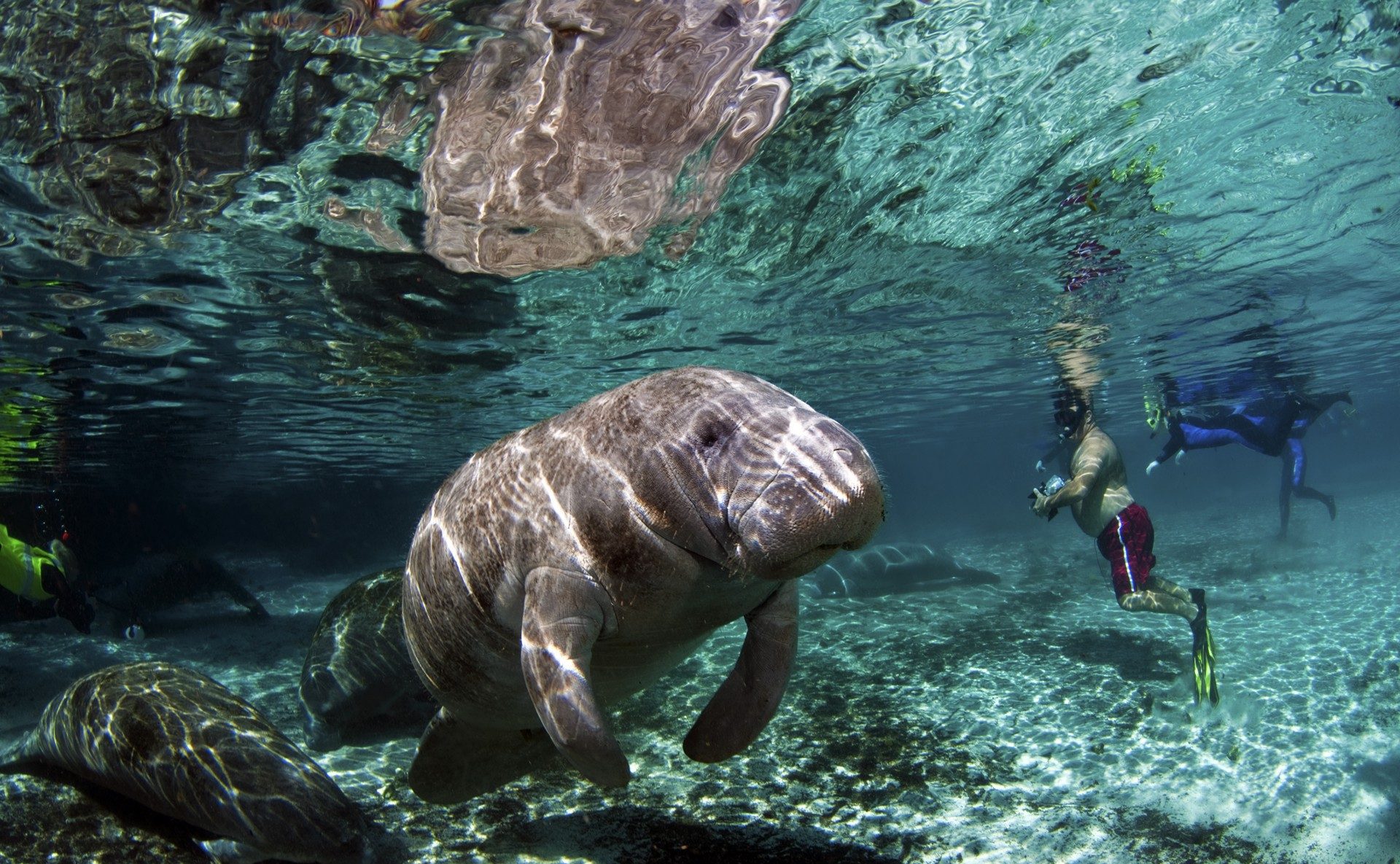 Интересные факты про ламантинов ламантин корова