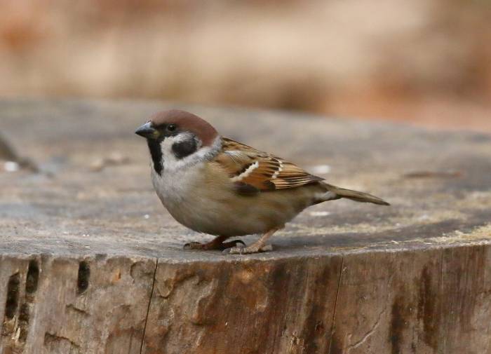 полевой воробей в парке фото
