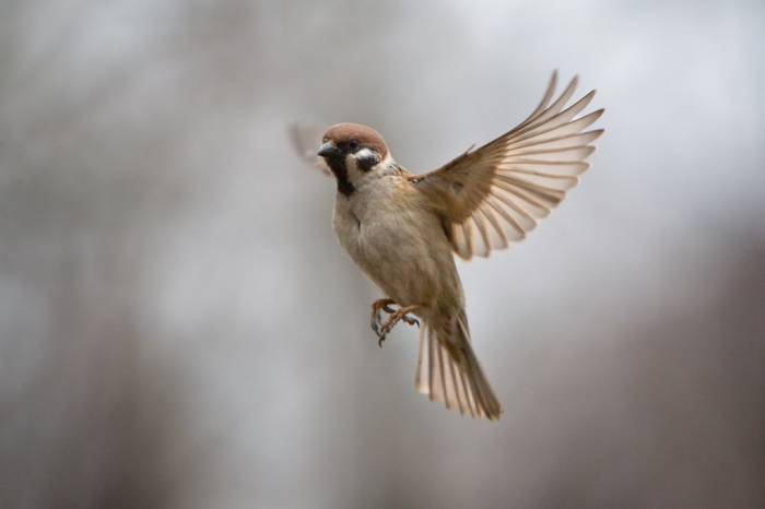 воробей птица зимой