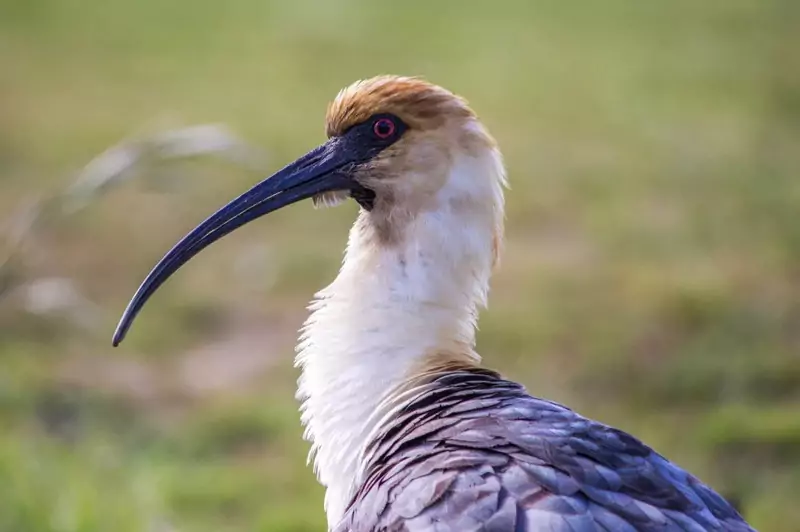 Белошейный ибис