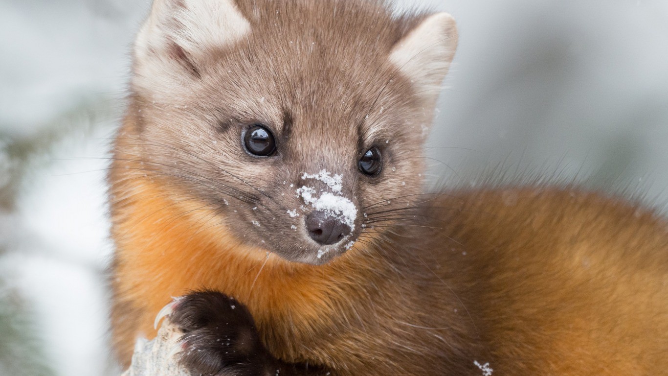 Кого боится кукушка кукушка куница