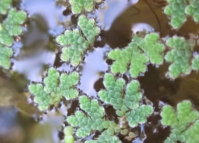 Факты об азолле Факты про азоллу каролинскую