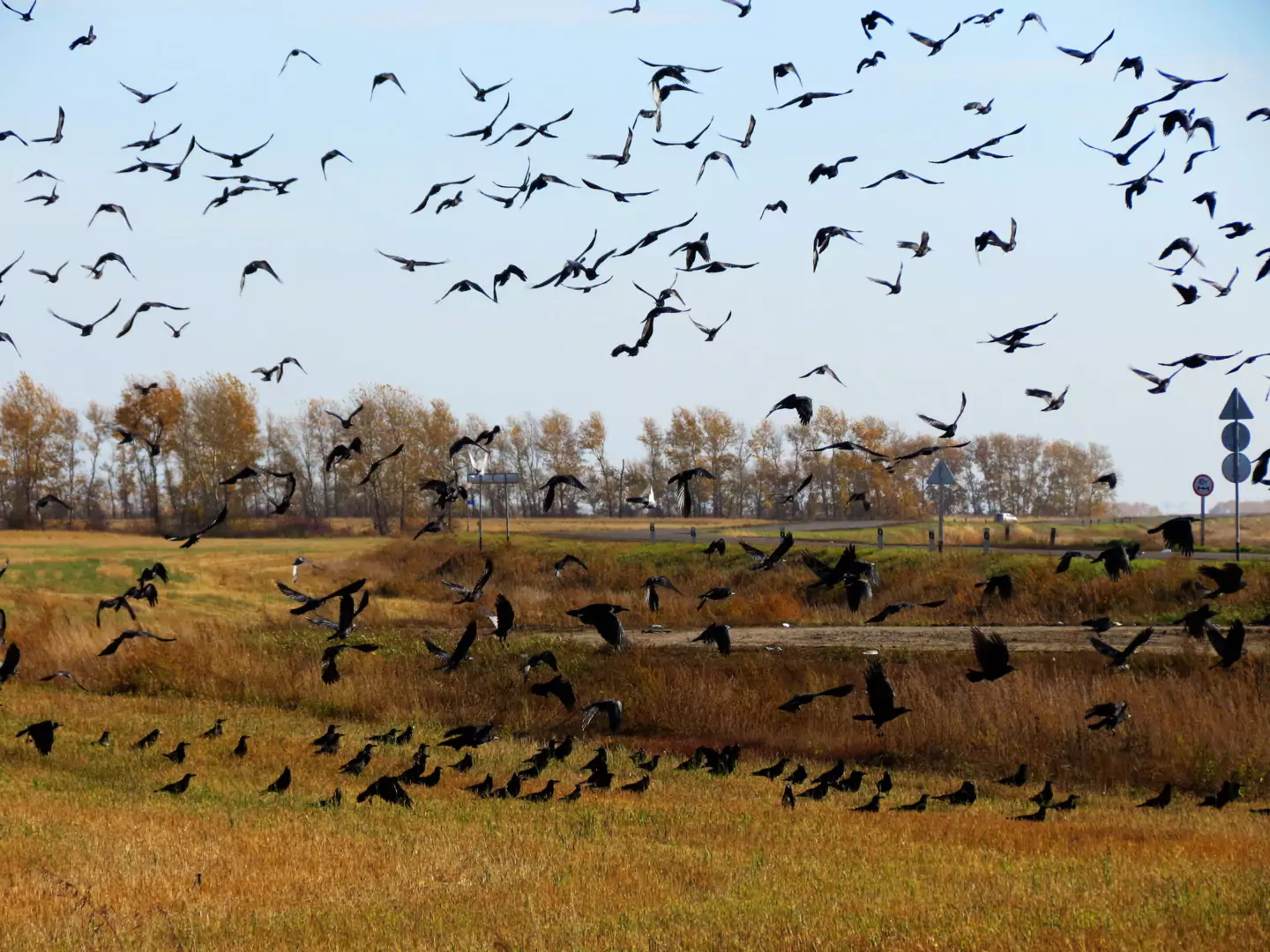 Образ жизни грачей грач перелетная