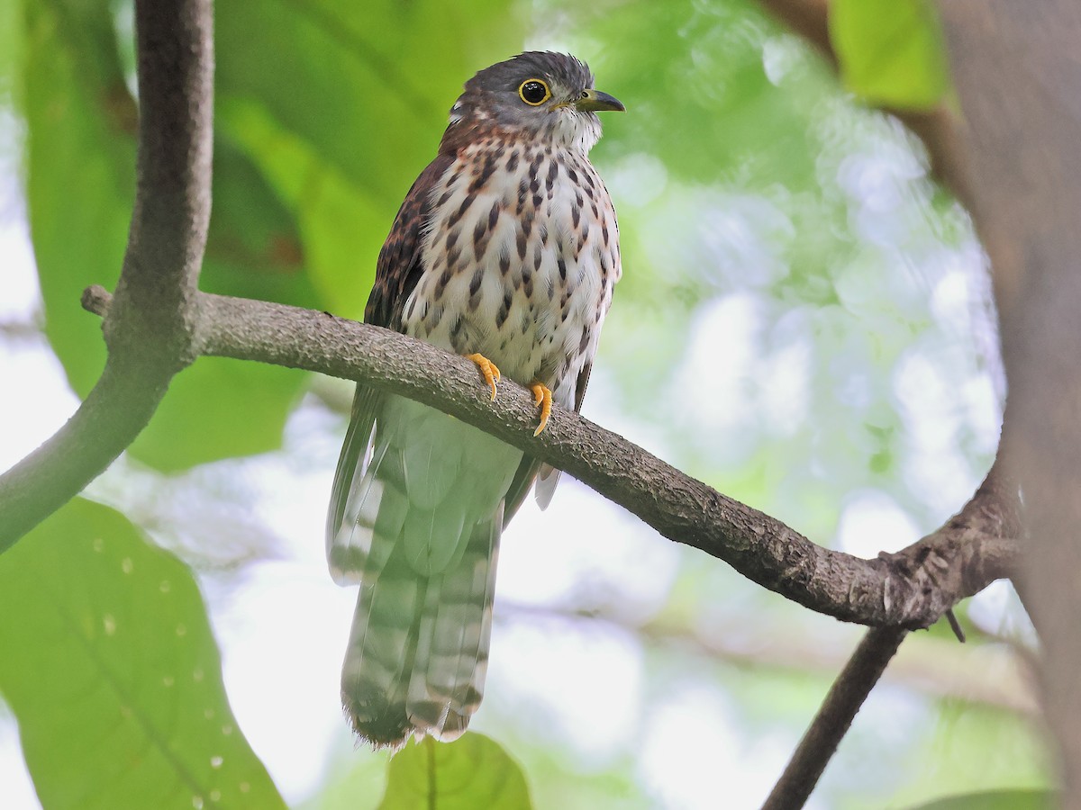 Cuculus (Hierococcyx) pectoralis филиппинская кукушка