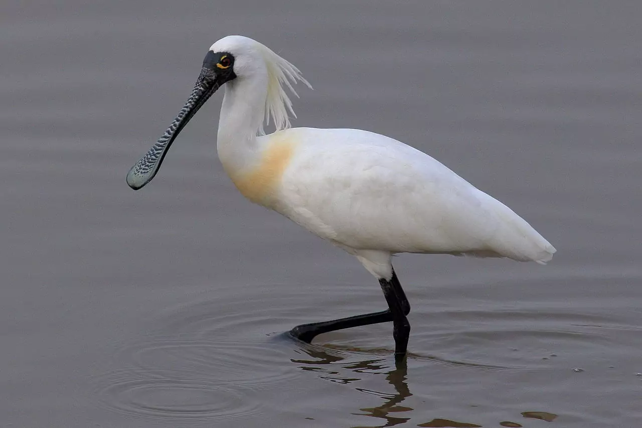 Описание колпицы