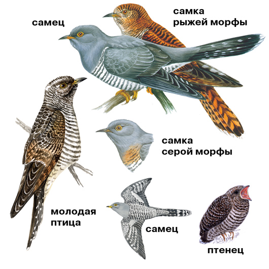 Половой диморфизм кукушки кукушка самец и самка