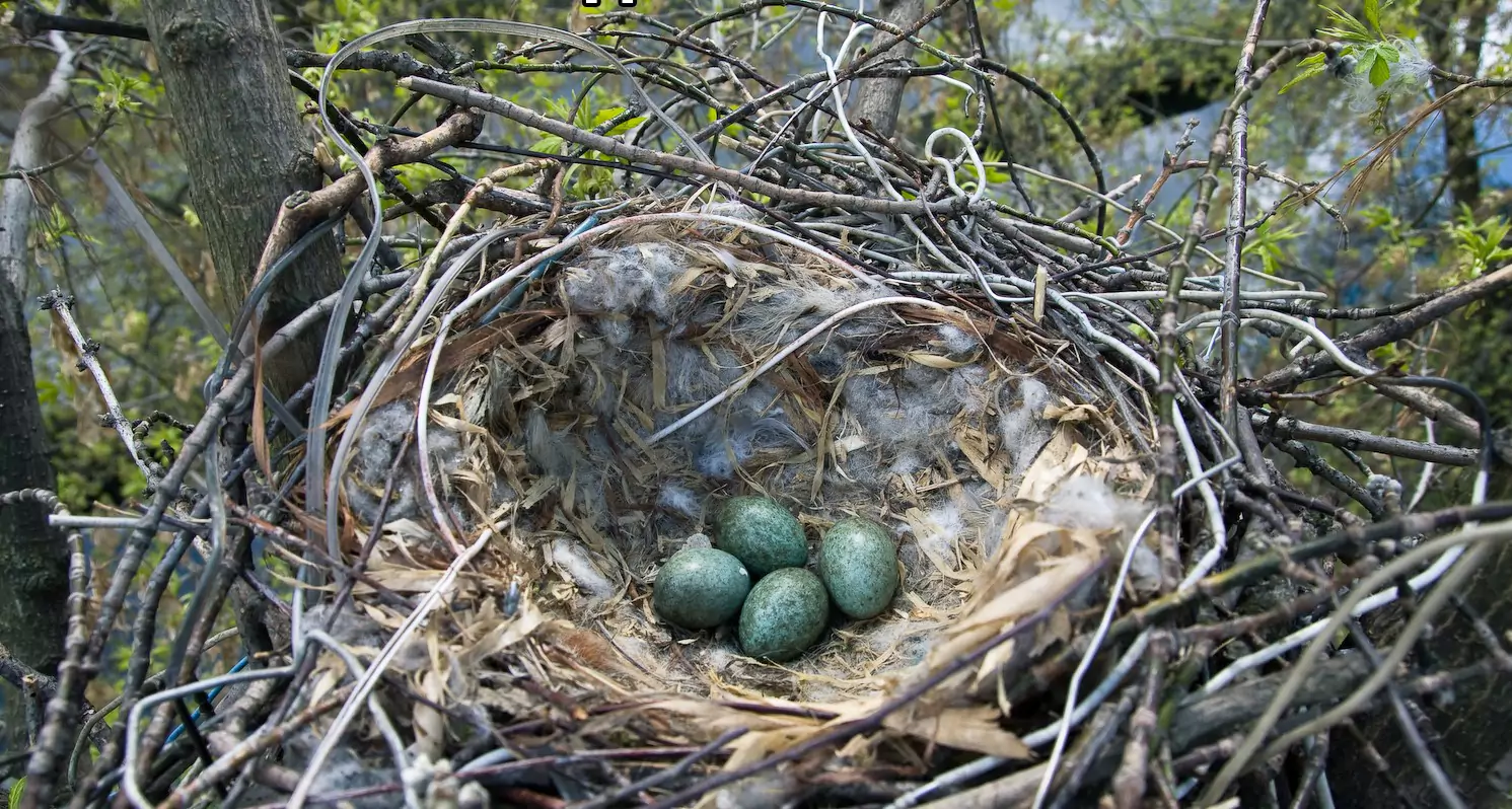 Размножение грачей птенец грача