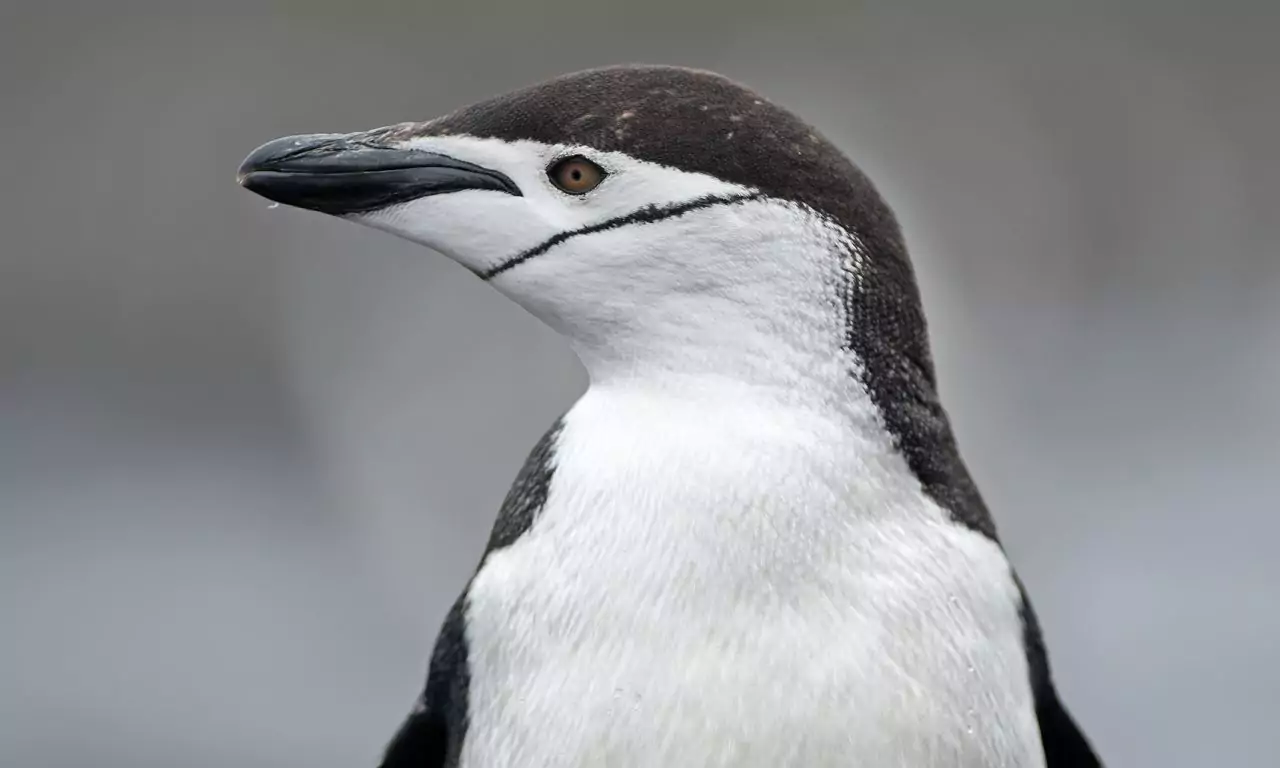 Антарктический пингвин (Pygoscelis antarctica) Пингвин +это птица