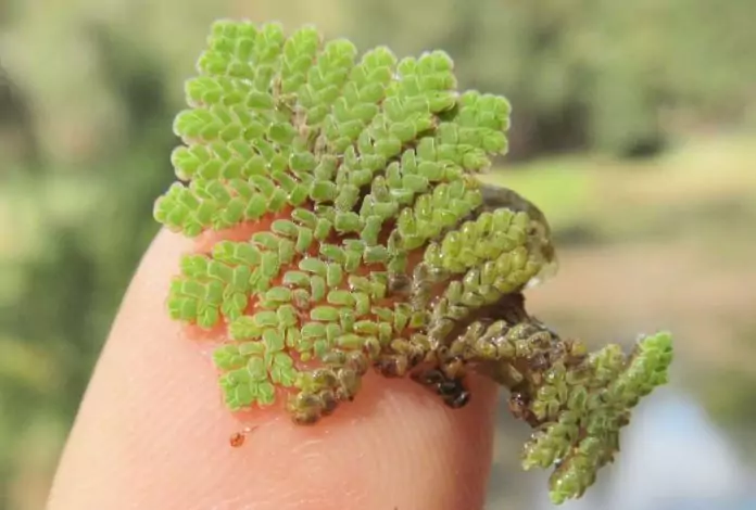 Азолла для водоема Азолла растения +для водоемов