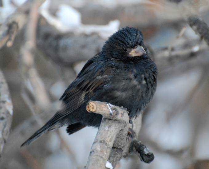 черный воробей вид птицы фото
