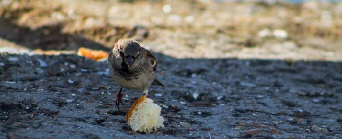 воробей зимующая птица фото