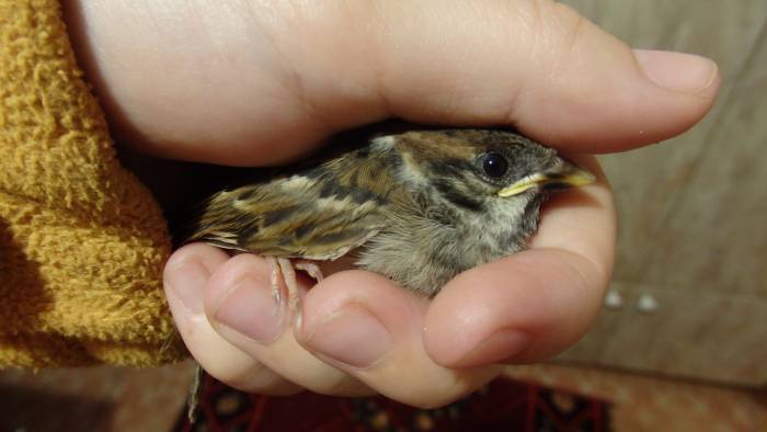 воробей птица птенец фото