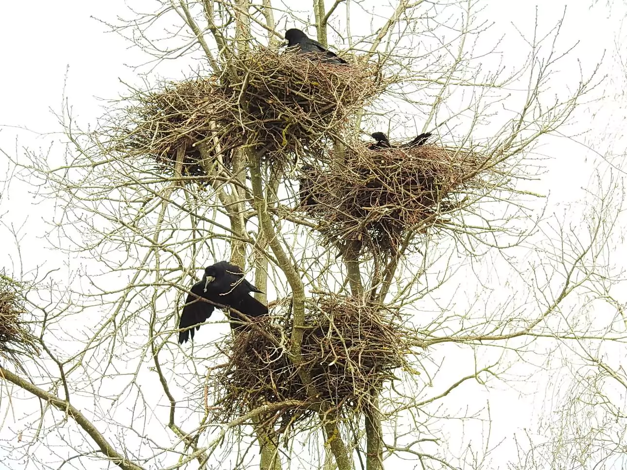 Гнездо грачей гнездо грача
