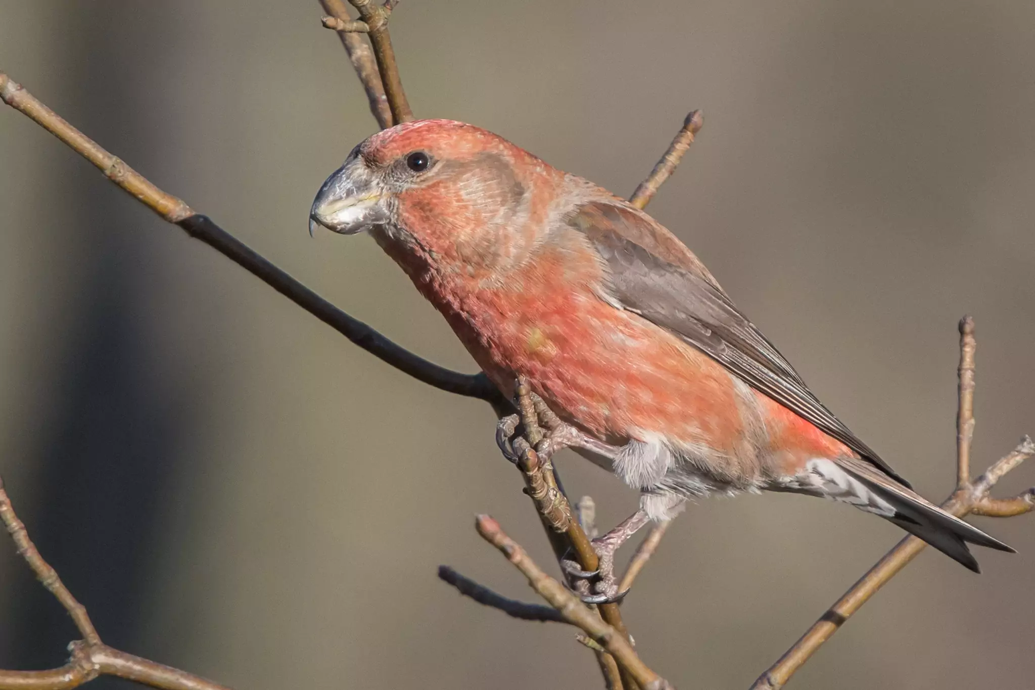 Клест-сосновик подмосковья фото Клест-сосновик подмосковья фото
