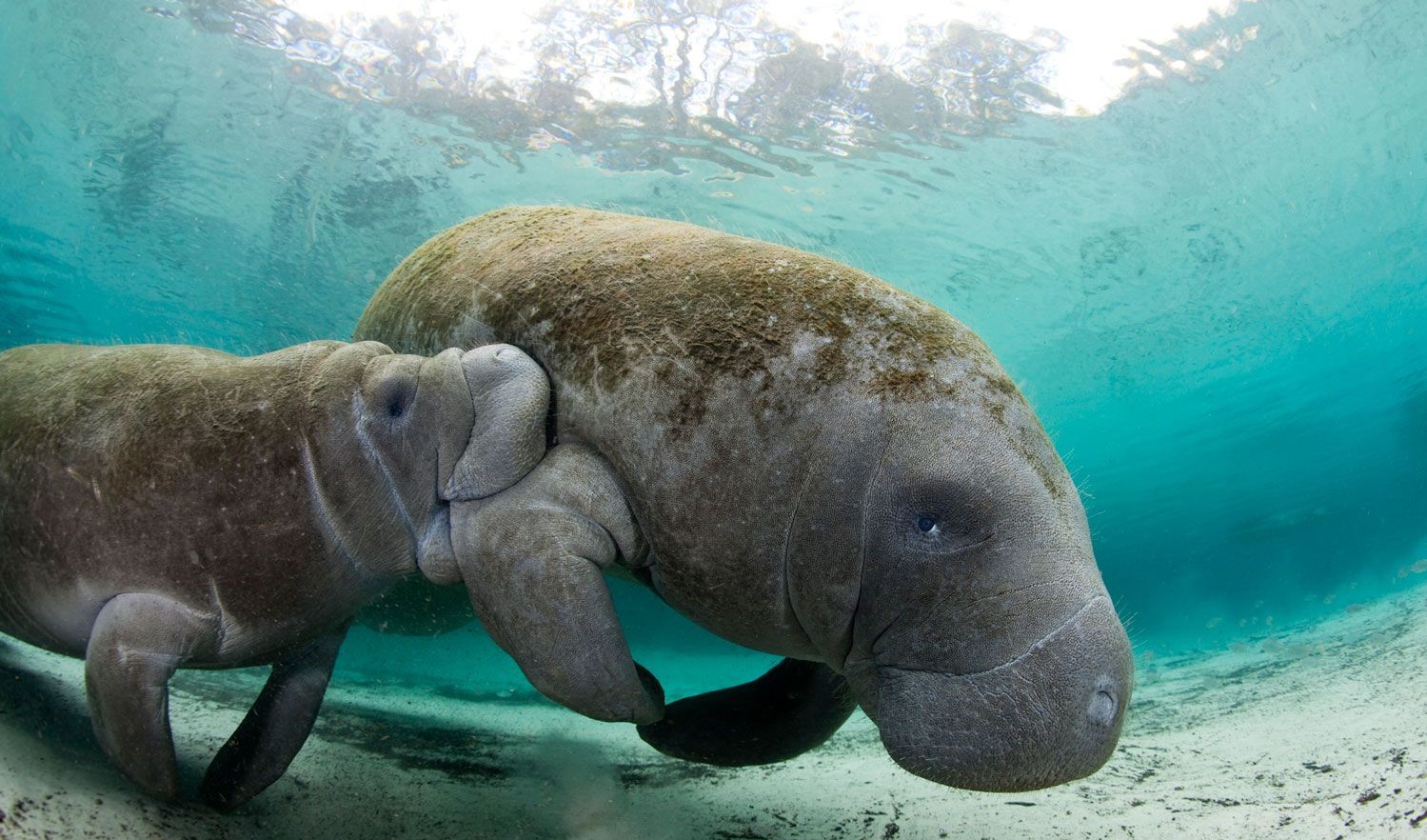 Самка и телёнок ламантина фотки ламантинов