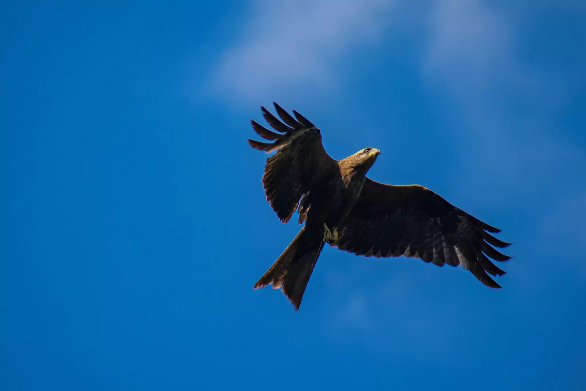 Коршун черный подмосковья фото