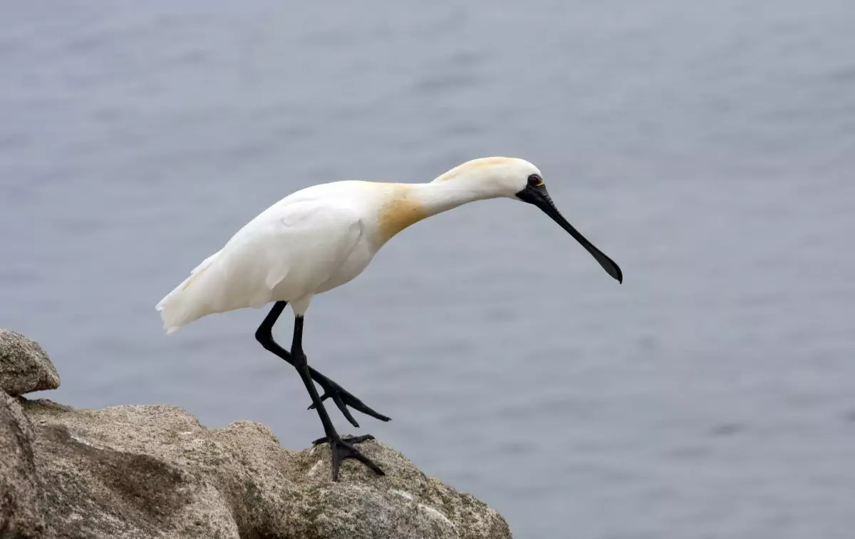 Строение и размеры малой колпицы