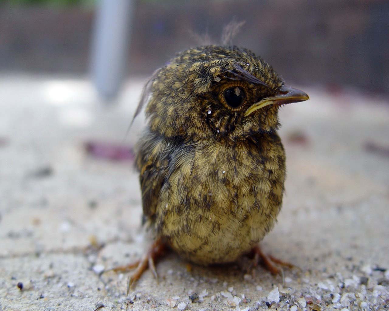 Птенцы кукушки в домашних условиях птенец кукушки