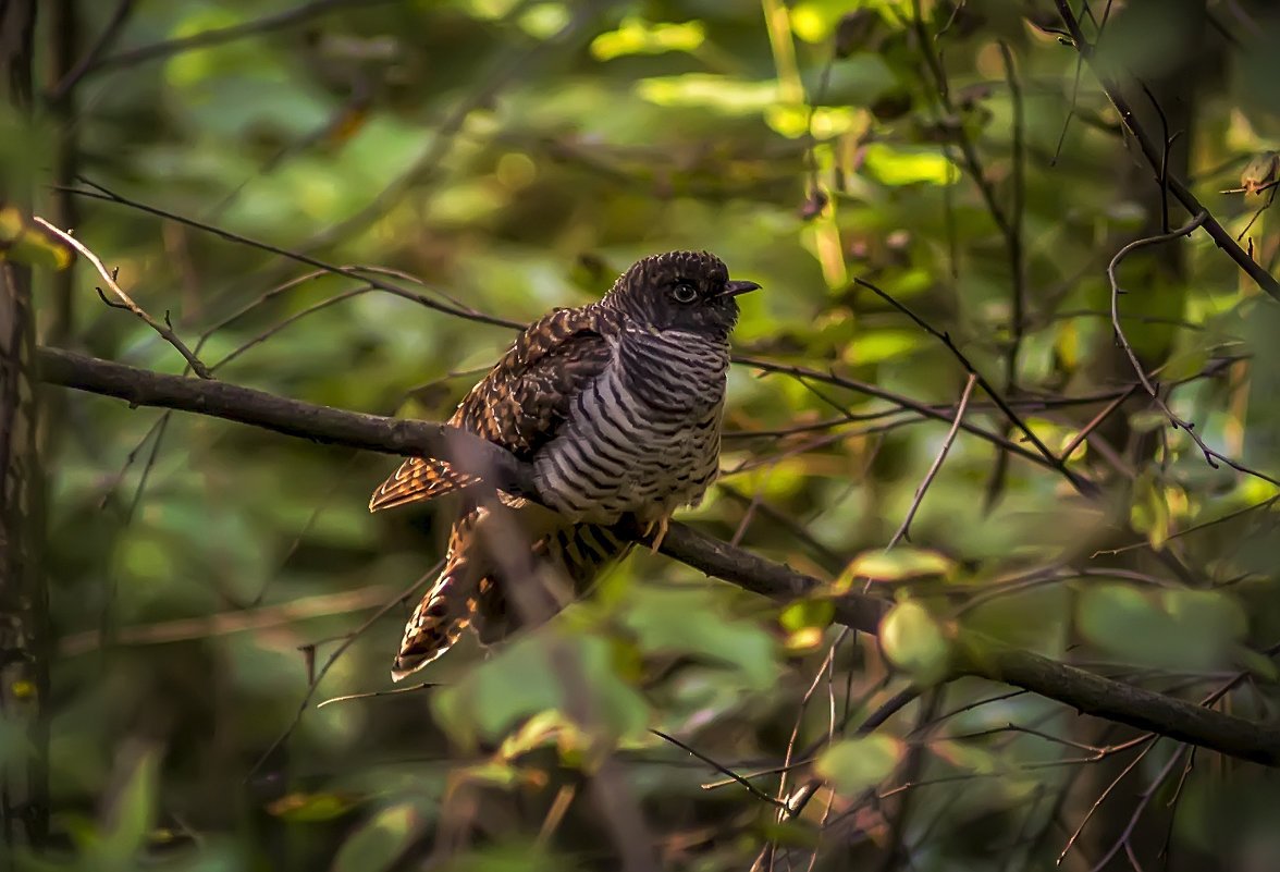 Образ жизни кукушки кукушка зимующая птица