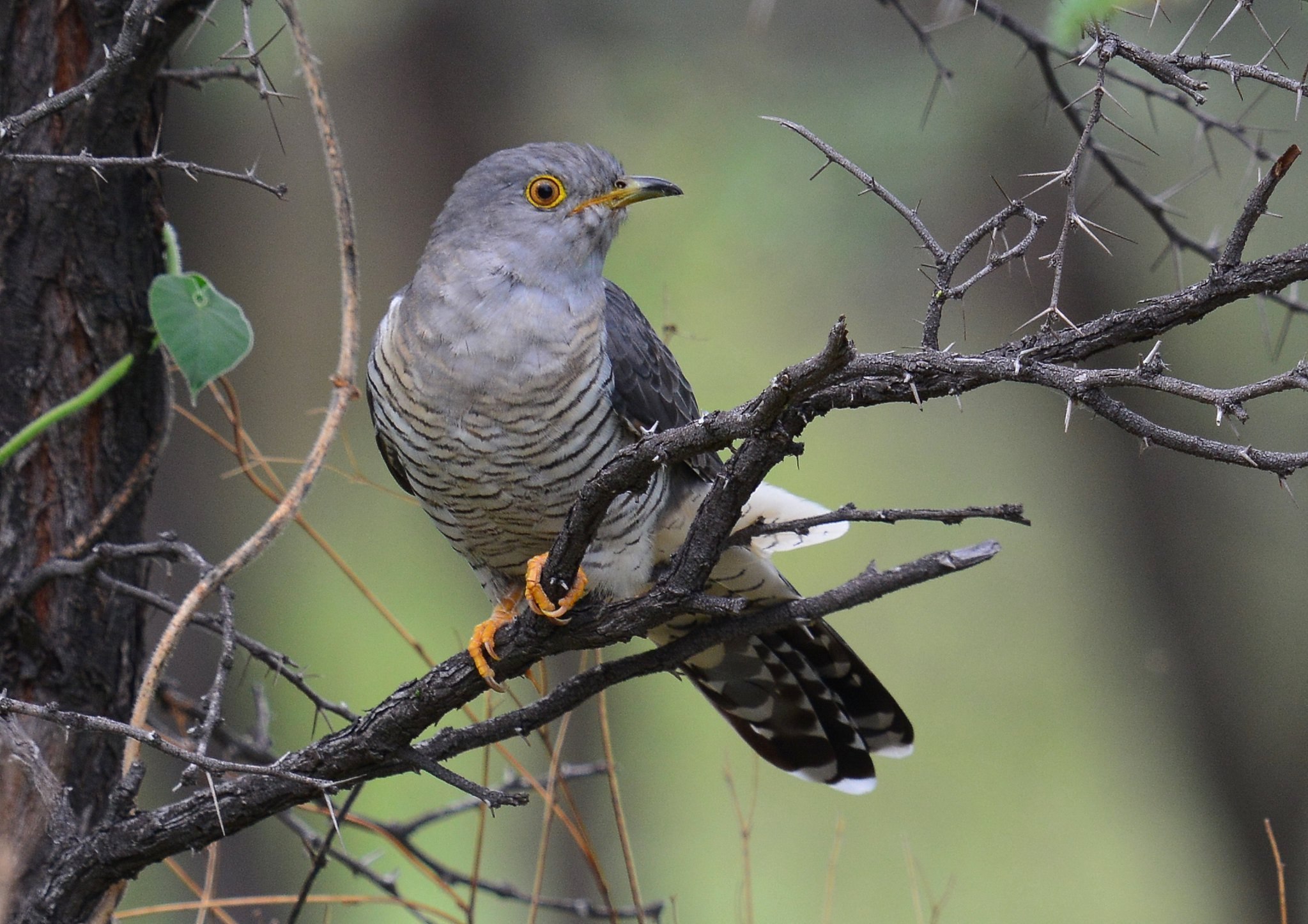 Места обитания кукушки где обитает кукушка