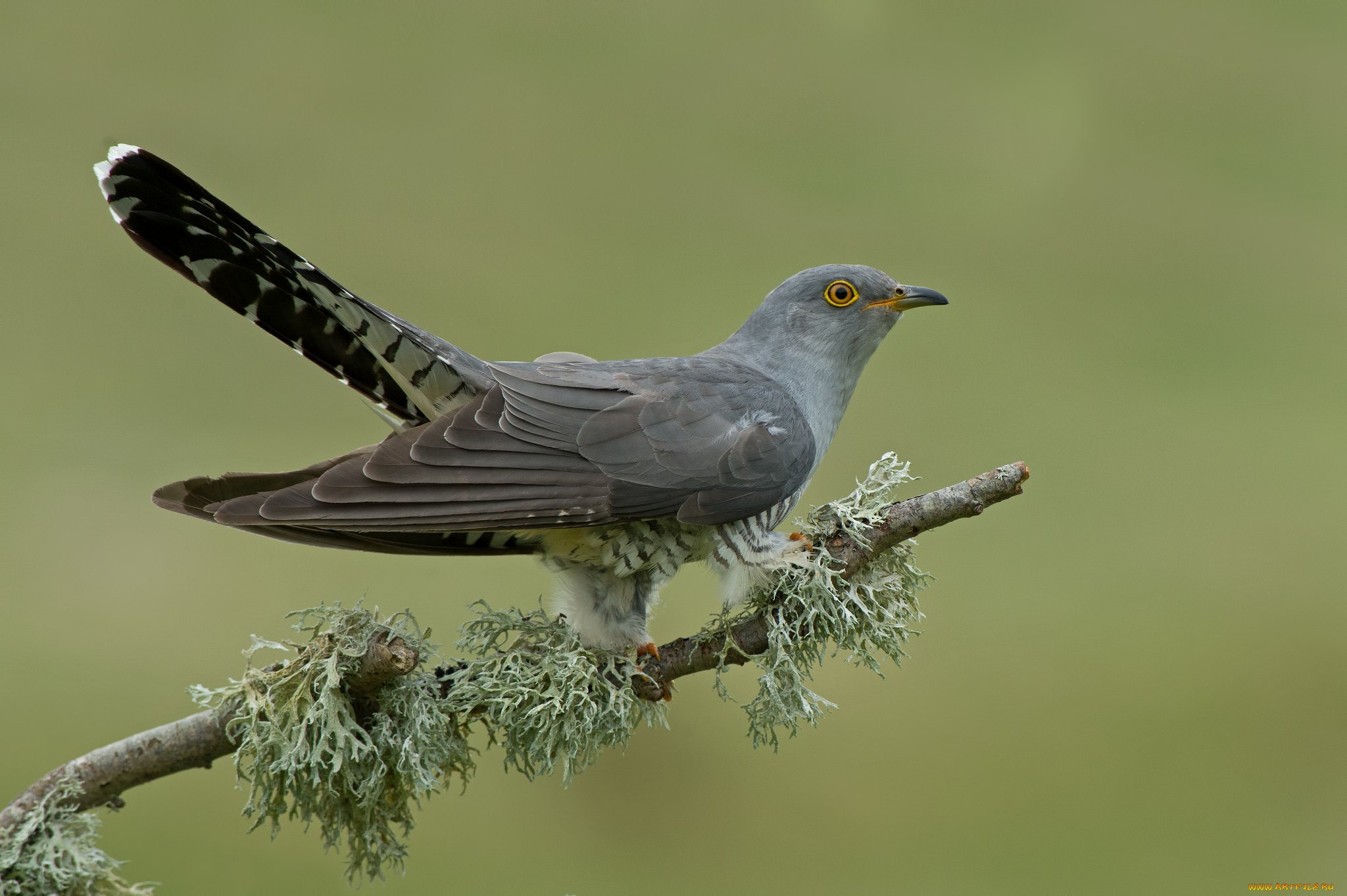 Описание кукушки кукушка птица описание