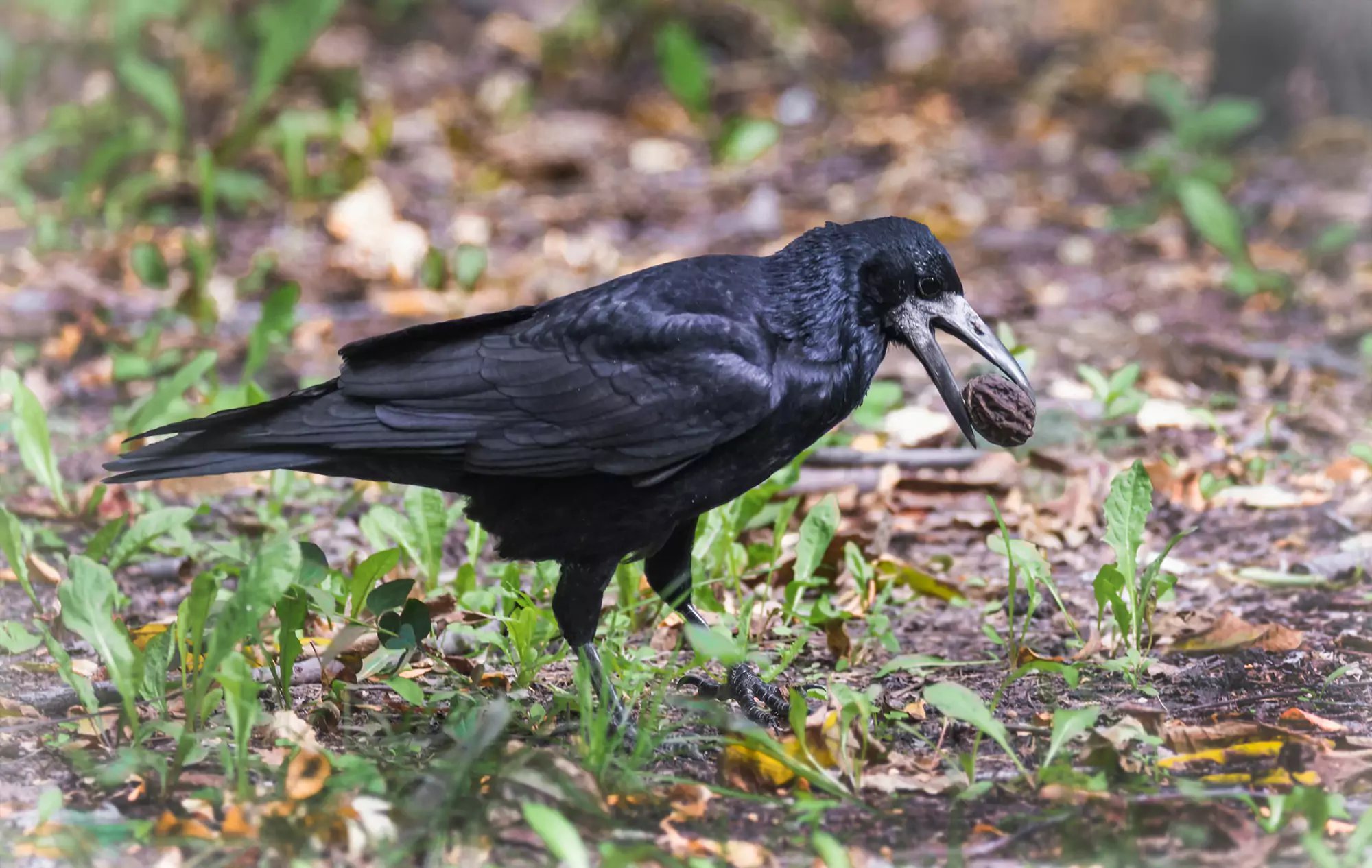 Чем питаются грачи что едят грачи