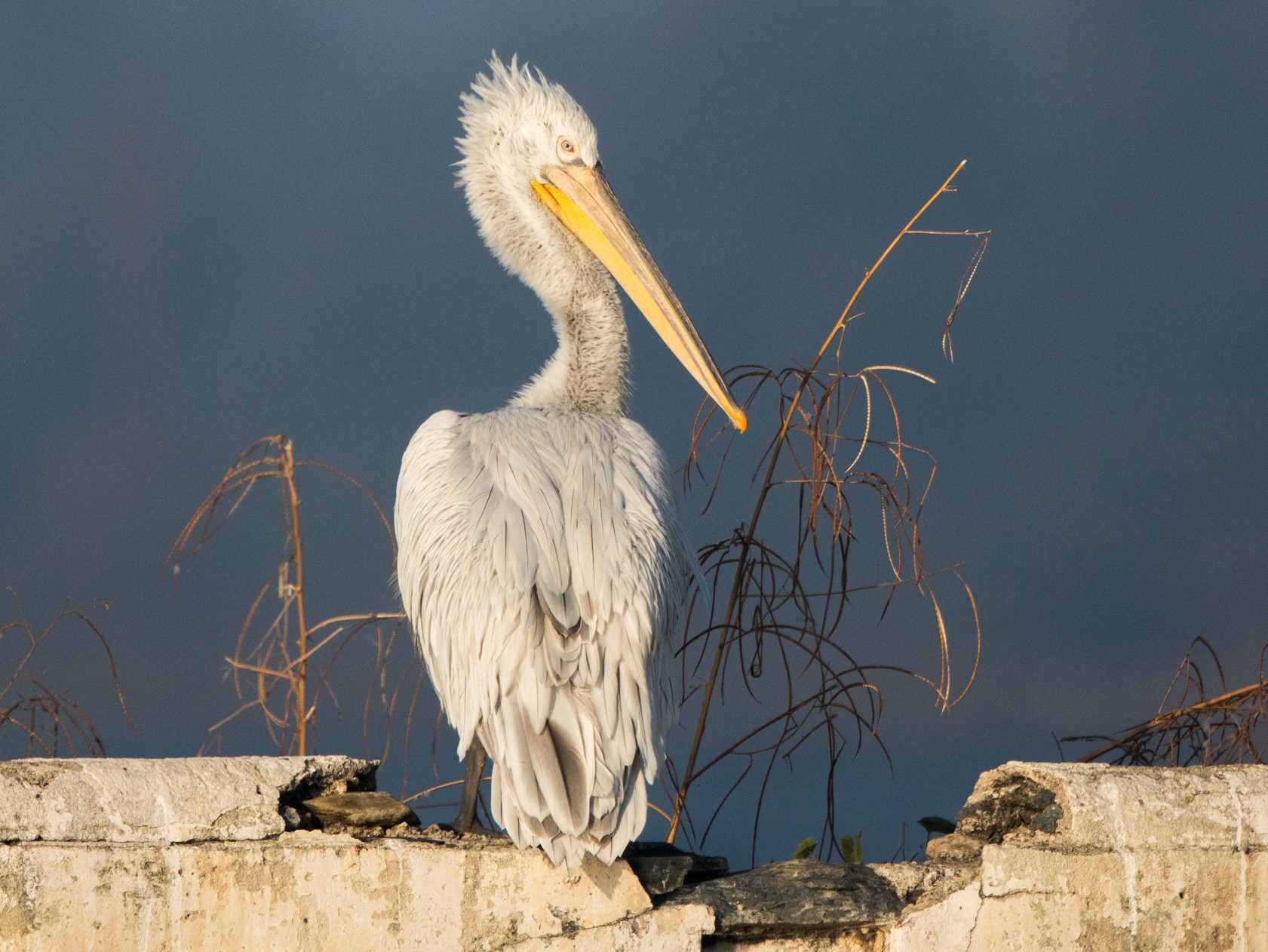 Строение и размеры кудрявого пеликана розовый и кудрявый пеликан
