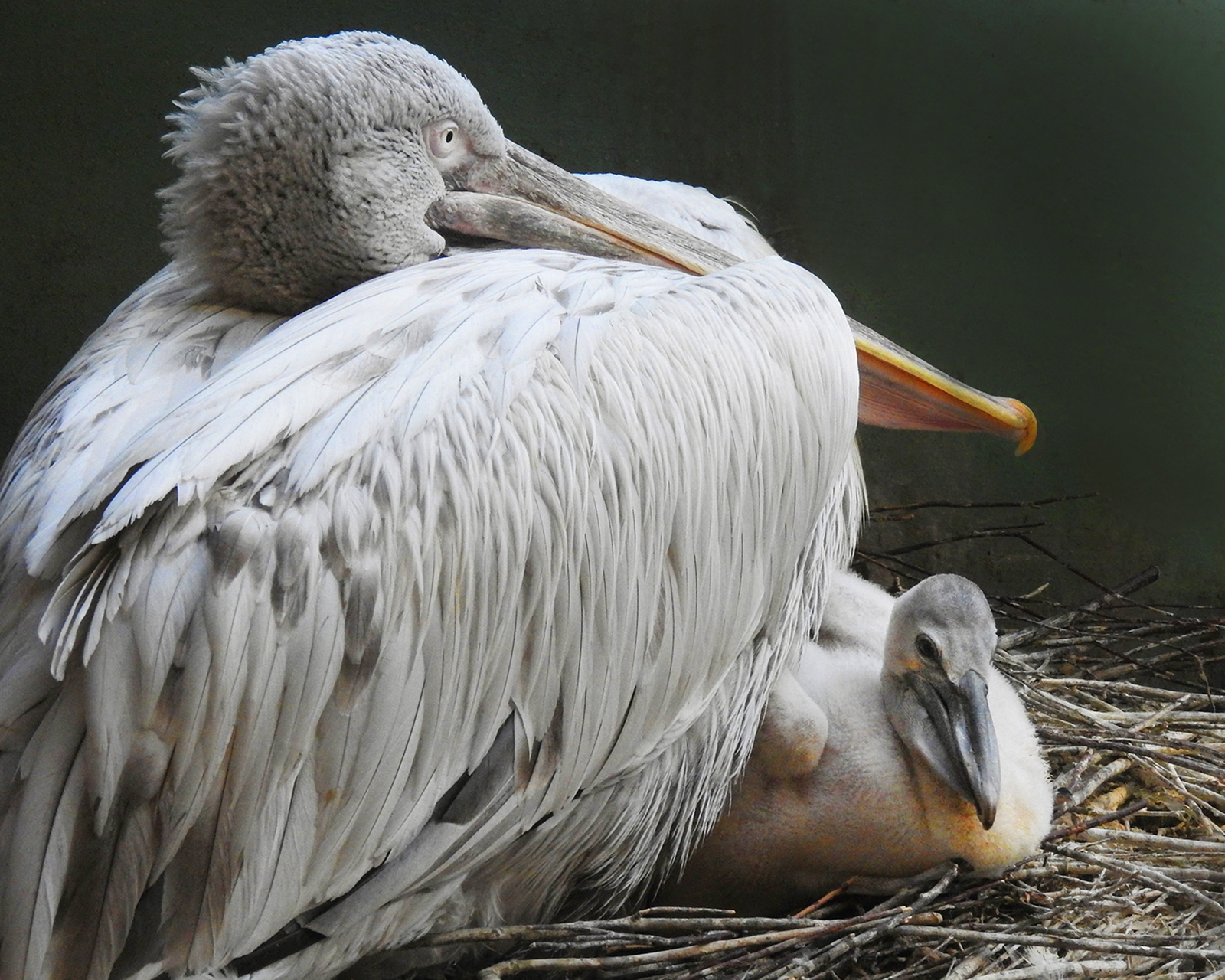Размножение кудрявых пеликанов птице кудрявым пеликане
