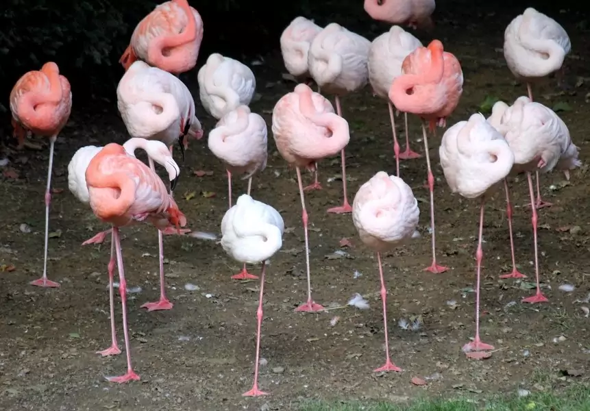 Фламинго спят на одной ноге