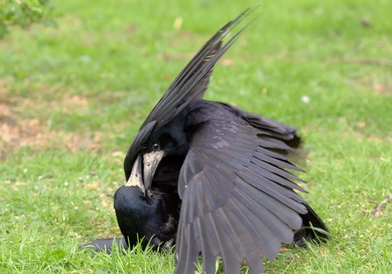 Интеллектуальные особенности грача два грача