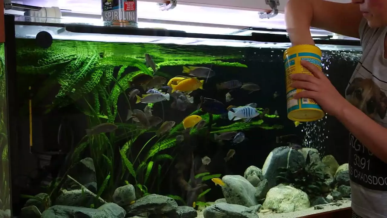 Особенности кормления рыбок лабидохромис еллоу чем кормить