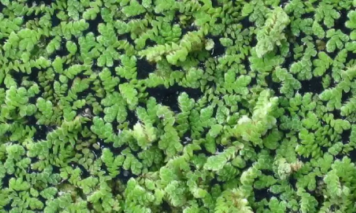 Как размножается азолла Размножение азоллы каролинской