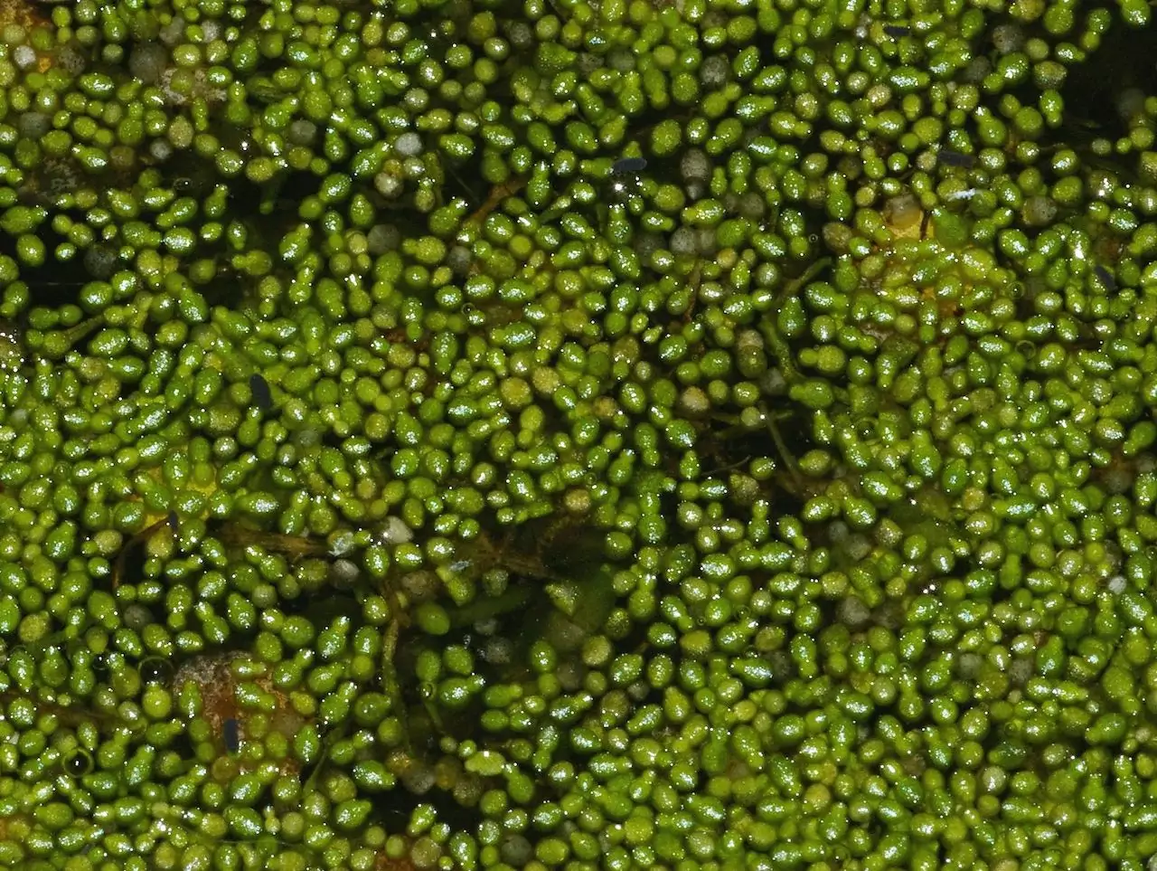 Вольфия бескорневая растения для водоемов