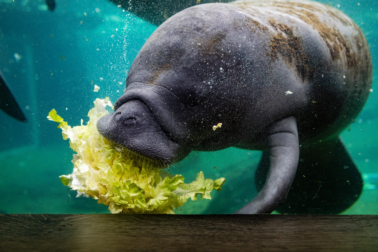 Питание ламантинов чем питаются ламантины