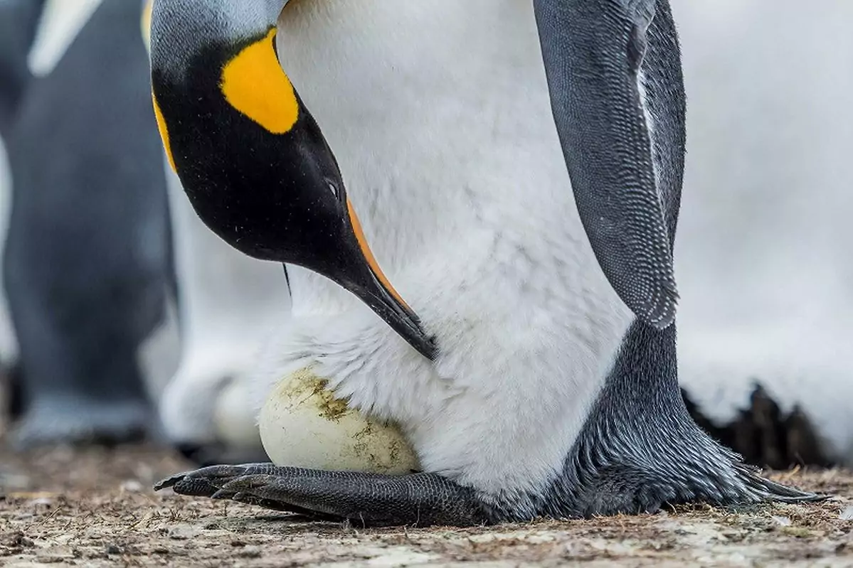 Размножение пингвинов Про пингвинов