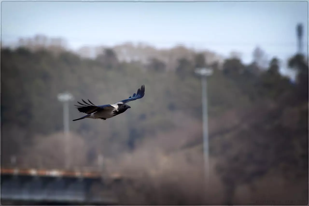 скорость полета вороны равна 50