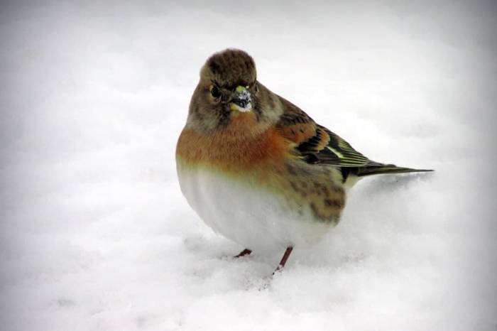 вьюрок воробей вид птицы фото
