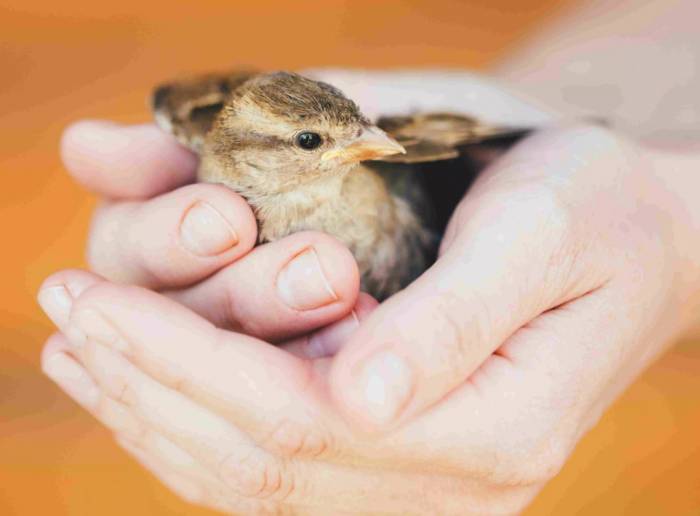 парк птиц воробьи фото