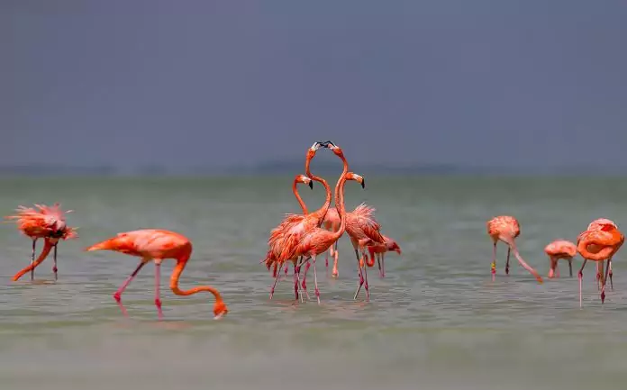 Образ жизни фламинго