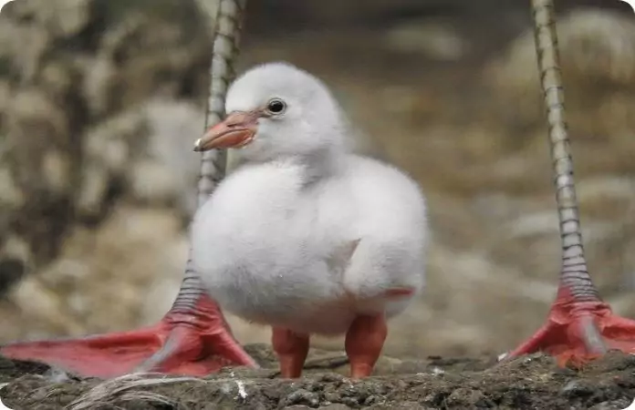 Птенец фламинго фото