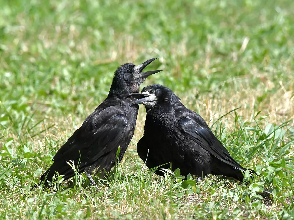 Голос грача звук грача