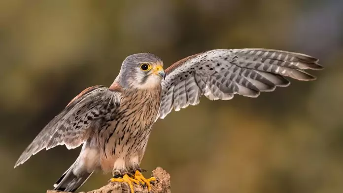 Сокол птица описание