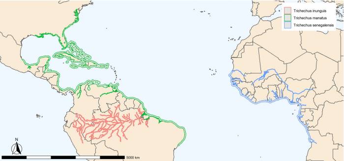 Где живут ламантины ламантины обитают