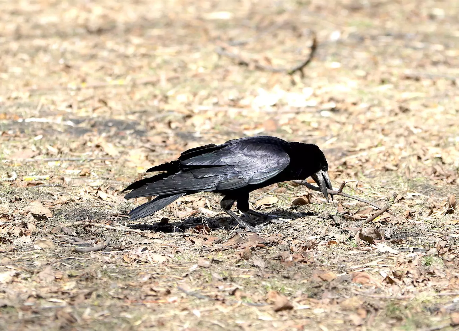 Интеллектуальные особенности грача грач какой