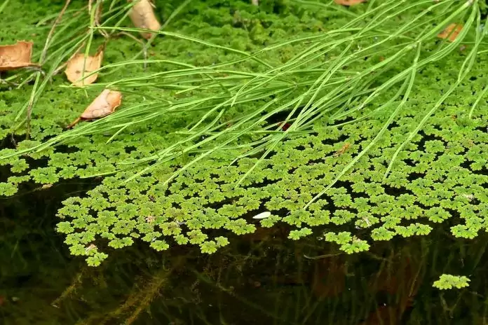 Водяной бархат фото Водяной бархат