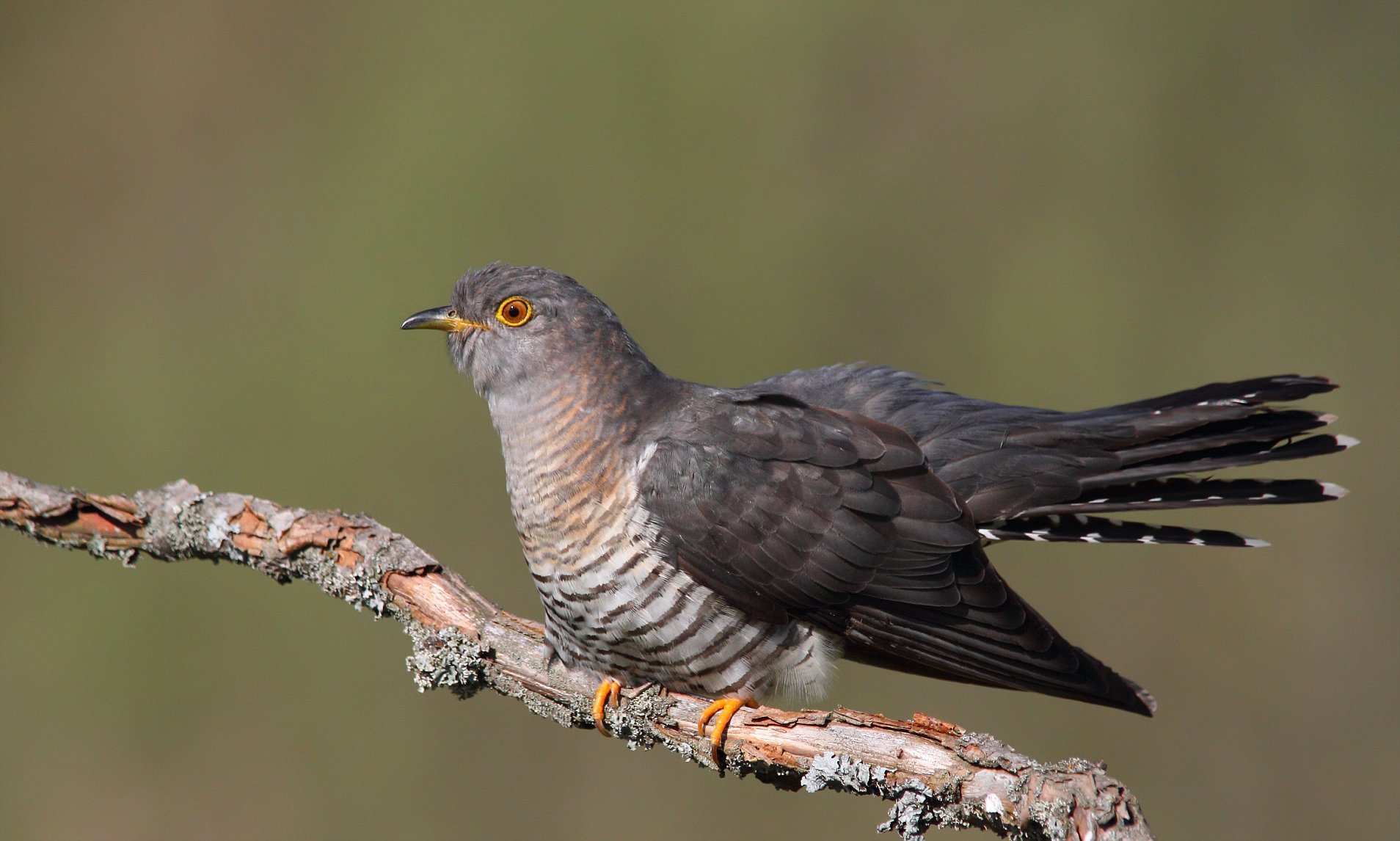 Вокализация кукушек кукушка самка