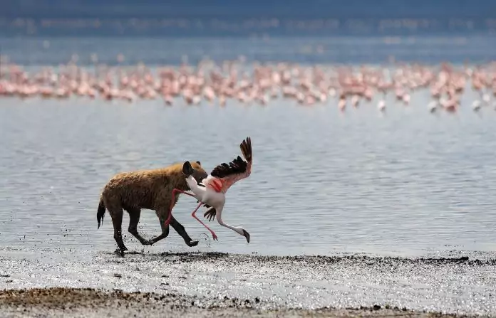 На фламинго охотятся