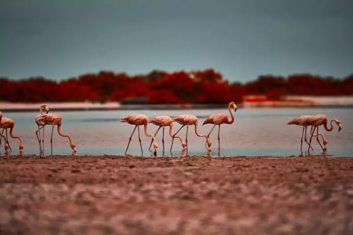 Почему количество фламинго сокращается