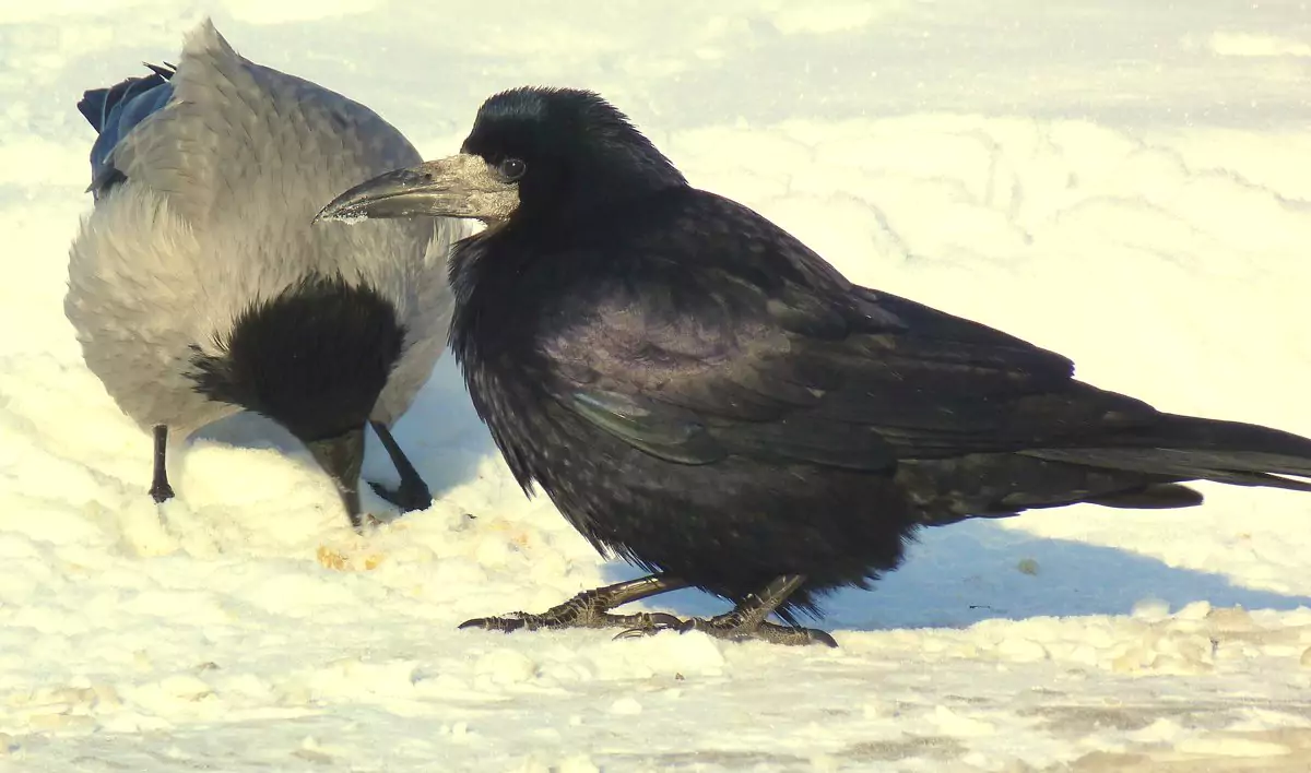 Отличия грача и ворона ворон ворона грач